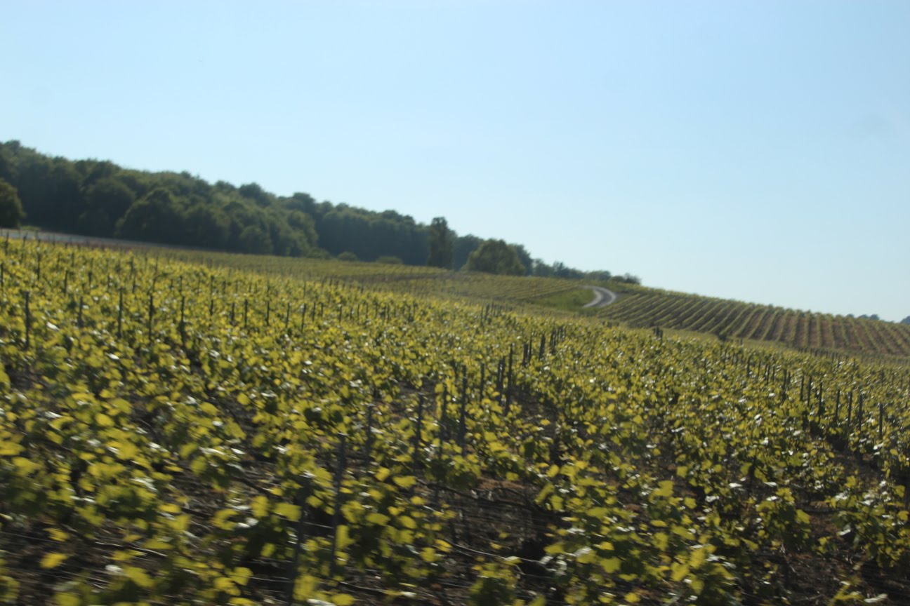 Les coteaux du vignoble de la maison Jean Pernet, sur la Côte des Blancs